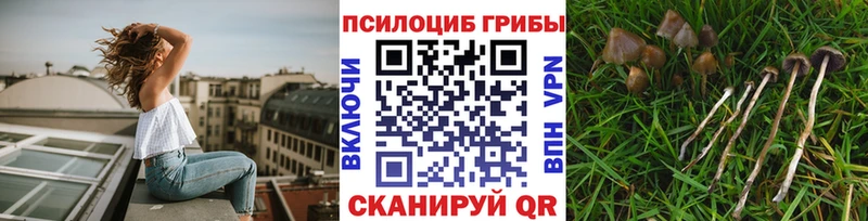 Псилоцибиновые грибы мицелий  Купить где  Нелидово 